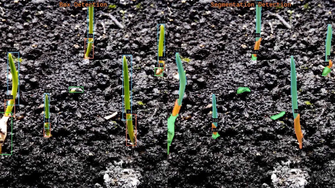Side-by-side comparison of box detection and segmentation on garlic plants